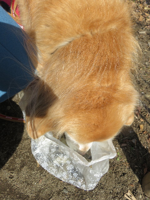 ファイル 5535-1.jpg