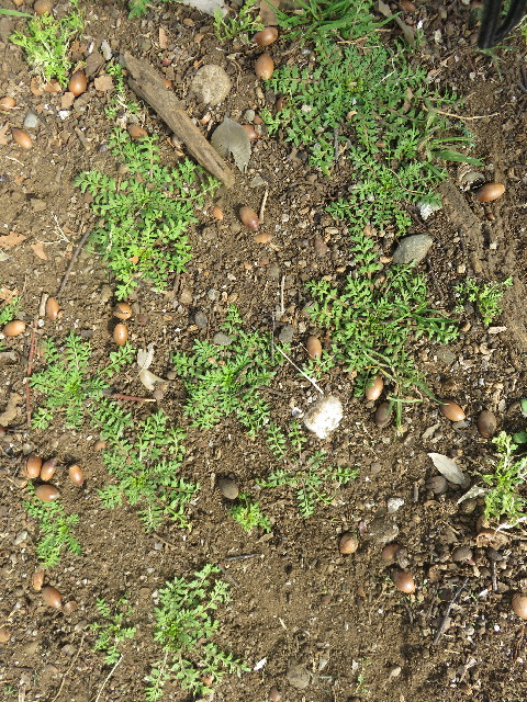 ファイル 5537-4.jpg