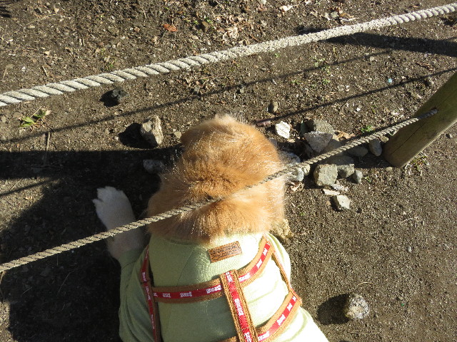 ファイル 5538-4.jpg