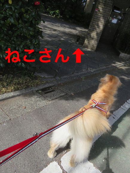 ファイル 5544-4.jpg