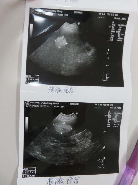 ファイル 5548-2.jpg