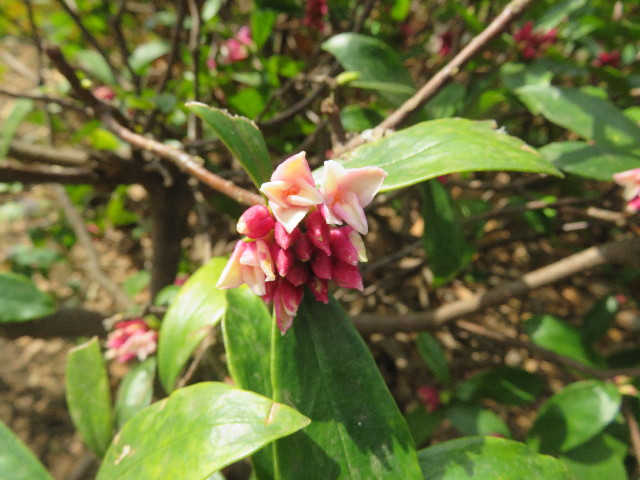 ファイル 5550-2.jpg