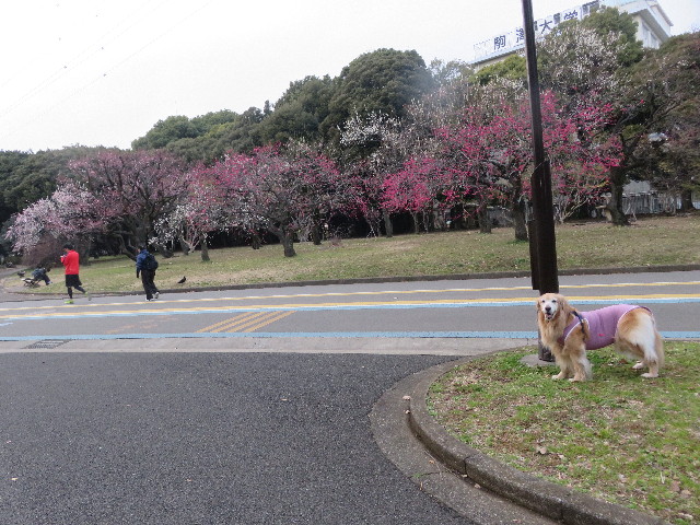 ファイル 5557-2.jpg