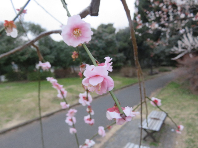 ファイル 5557-4.jpg