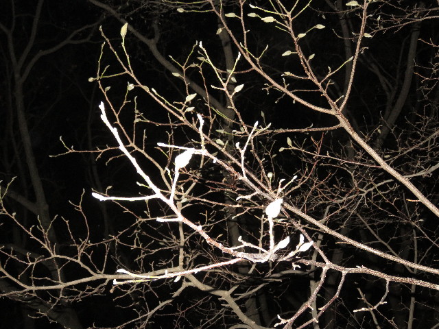 ファイル 5558-5.jpg