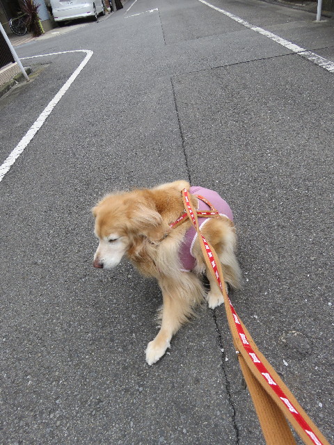 ファイル 5560-1.jpg