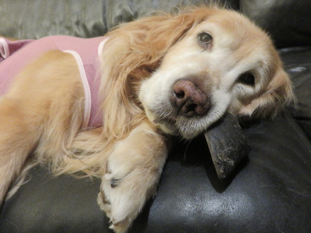 ファイル 5560-4.jpg