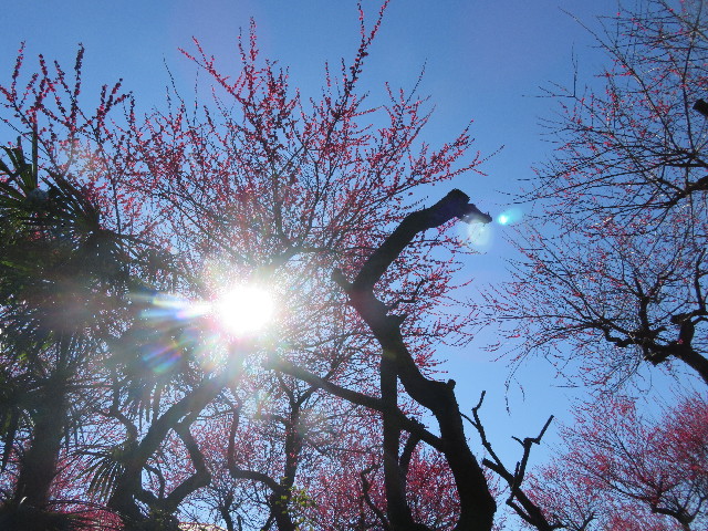 ファイル 5561-1.jpg