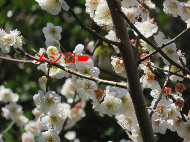 ファイル 5561-3.jpg