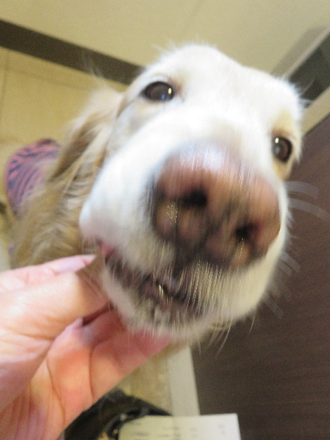 ファイル 5562-1.jpg