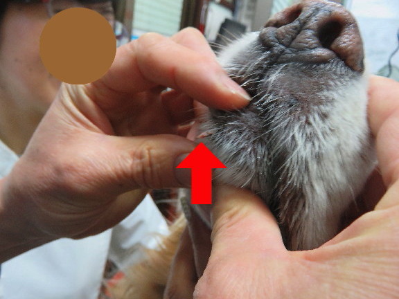 ファイル 5565-1.jpg