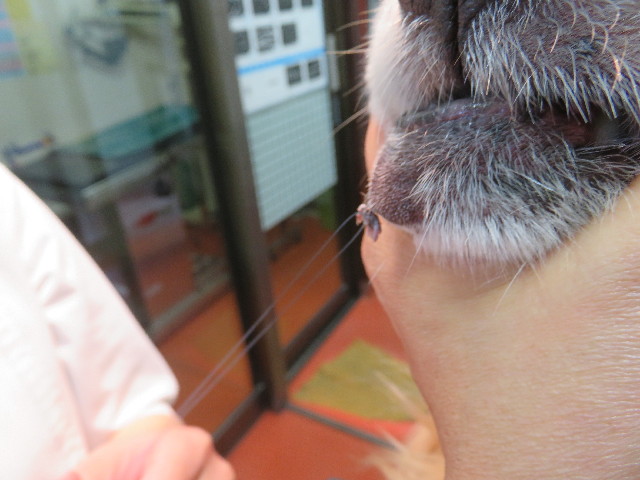 ファイル 5565-2.jpg