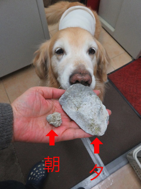 ファイル 5569-2.jpg