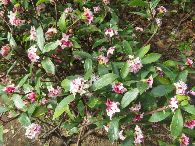 ファイル 5573-3.jpg