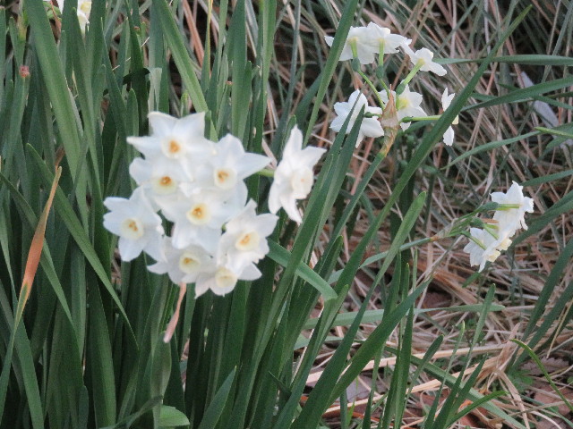 ファイル 5580-2.jpg