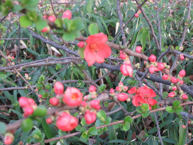 ファイル 5580-3.jpg