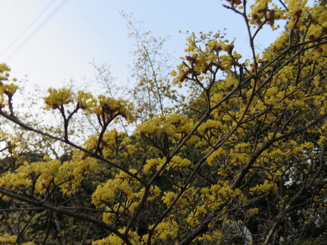 ファイル 5580-4.jpg