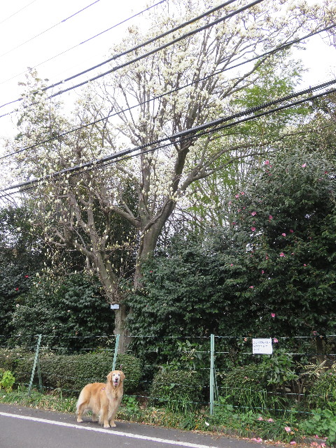 ファイル 5584-3.jpg