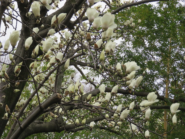 ファイル 5584-4.jpg