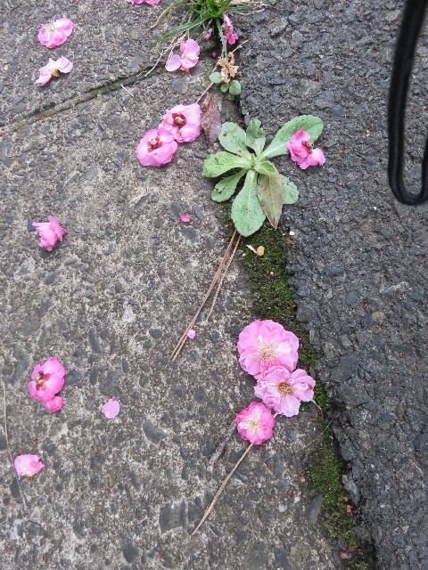 ファイル 5586-4.jpg