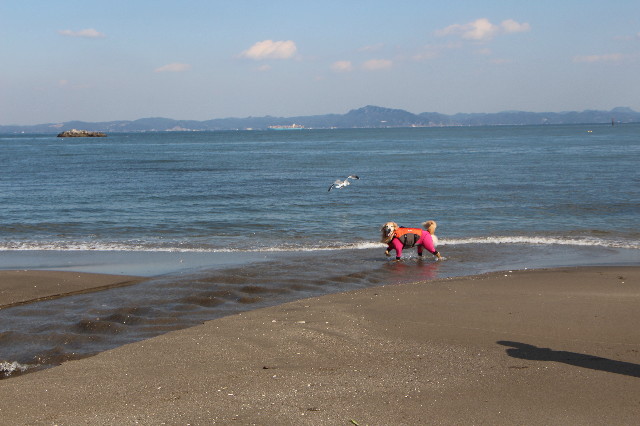 ファイル 5589-4.jpg