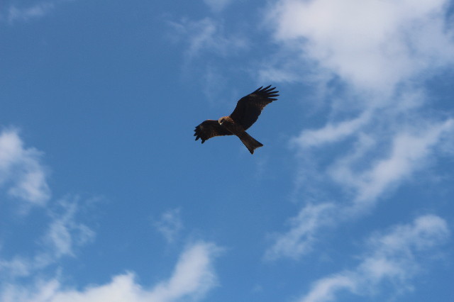 ファイル 5591-2.jpg