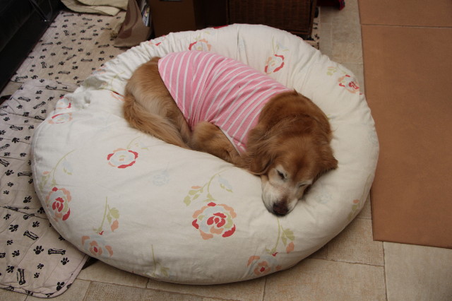 ファイル 5594-5.jpg