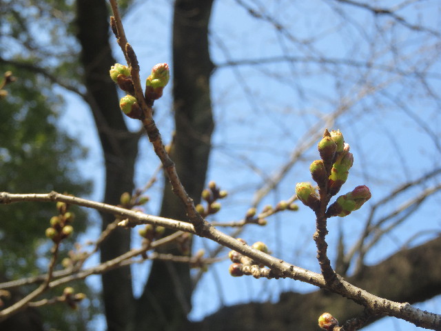 ファイル 5597-1.jpg