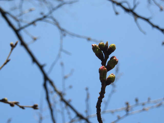 ファイル 5597-2.jpg