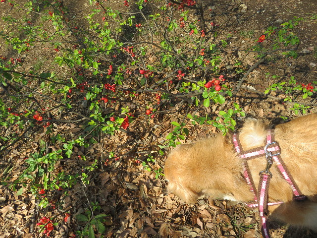 ファイル 5597-3.jpg