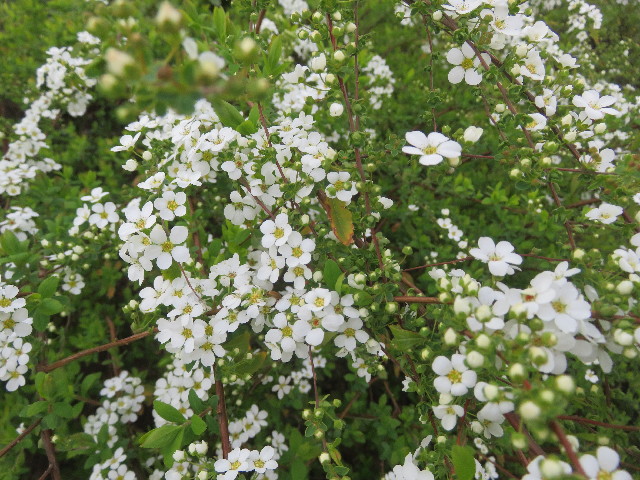 ファイル 5599-1.jpg