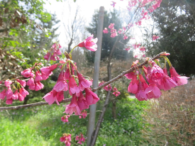 ファイル 5599-4.jpg