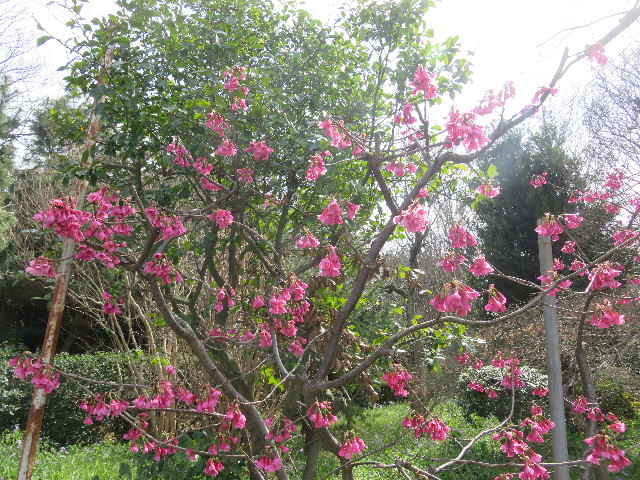 ファイル 5599-5.jpg