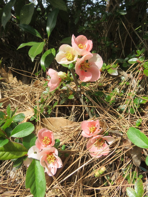 ファイル 5600-1.jpg