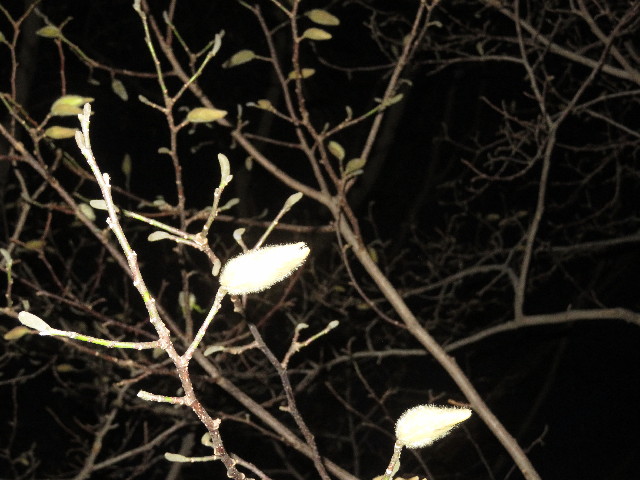 ファイル 5601-3.jpg