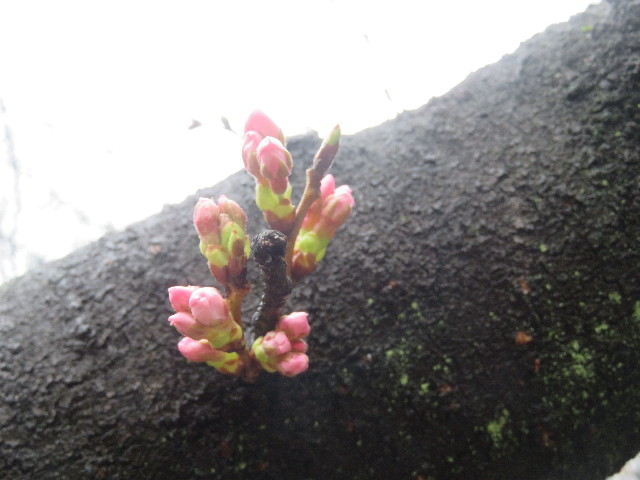 ファイル 5604-2.jpg