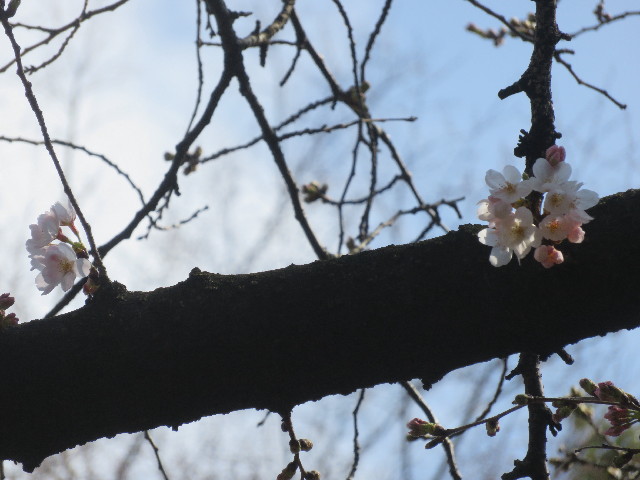 ファイル 5607-1.jpg