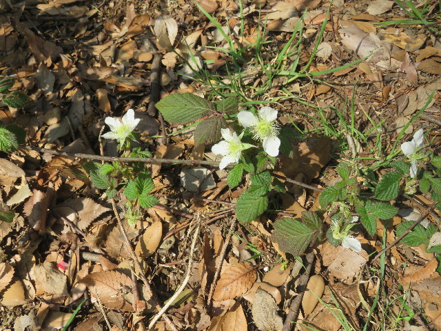 ファイル 5607-5.jpg