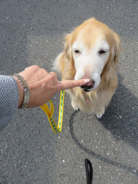 ファイル 5608-1.jpg