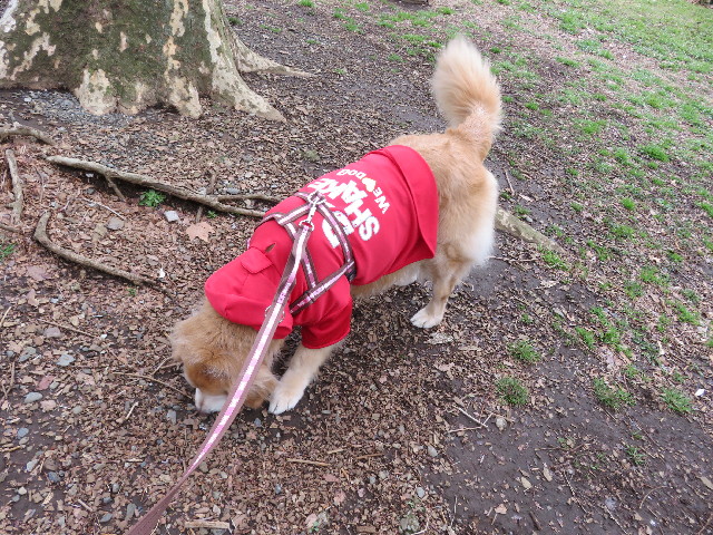 ファイル 5608-2.jpg