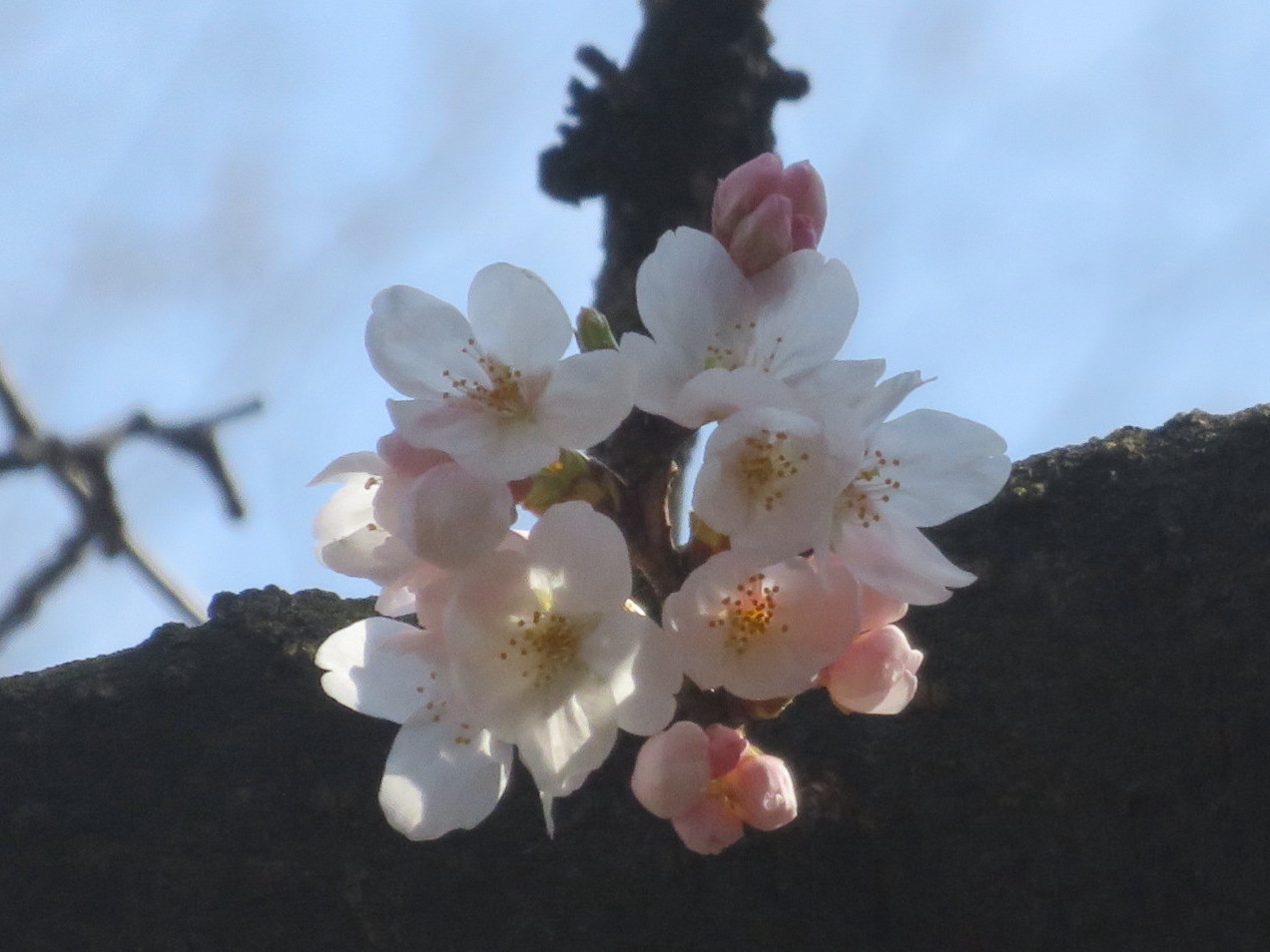 ファイル 5609-4.jpg