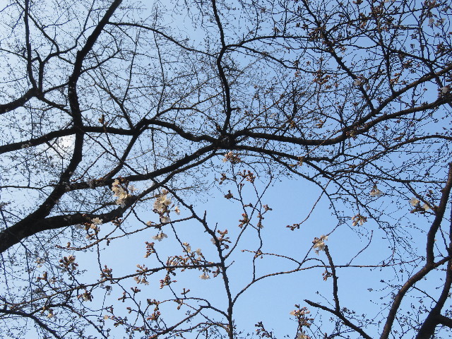 ファイル 5611-1.jpg