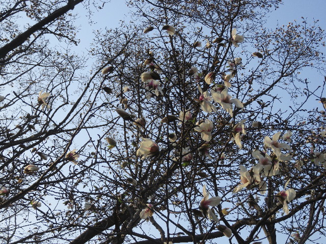 ファイル 5611-3.jpg