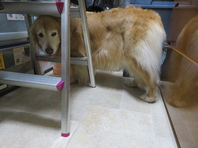 ファイル 5612-3.jpg