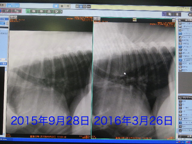 ファイル 5617-1.jpg