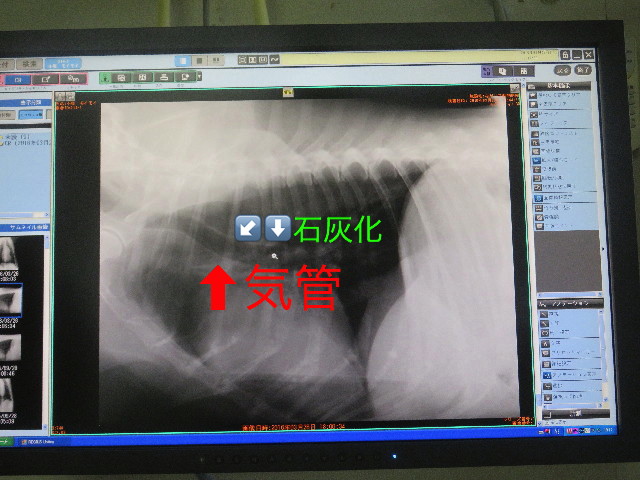 ファイル 5617-2.jpg