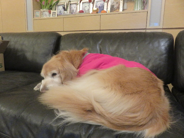 ファイル 5619-1.jpg