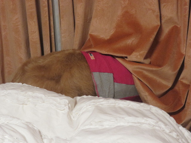 ファイル 5622-3.jpg