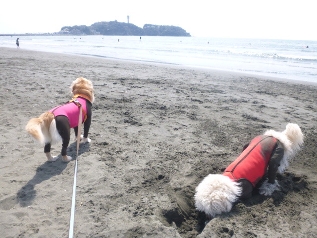 ファイル 5625-2.jpg