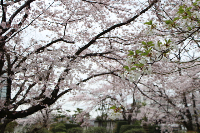 ファイル 5629-4.jpg